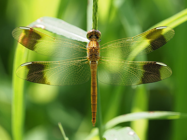 Close up of Dragonfly