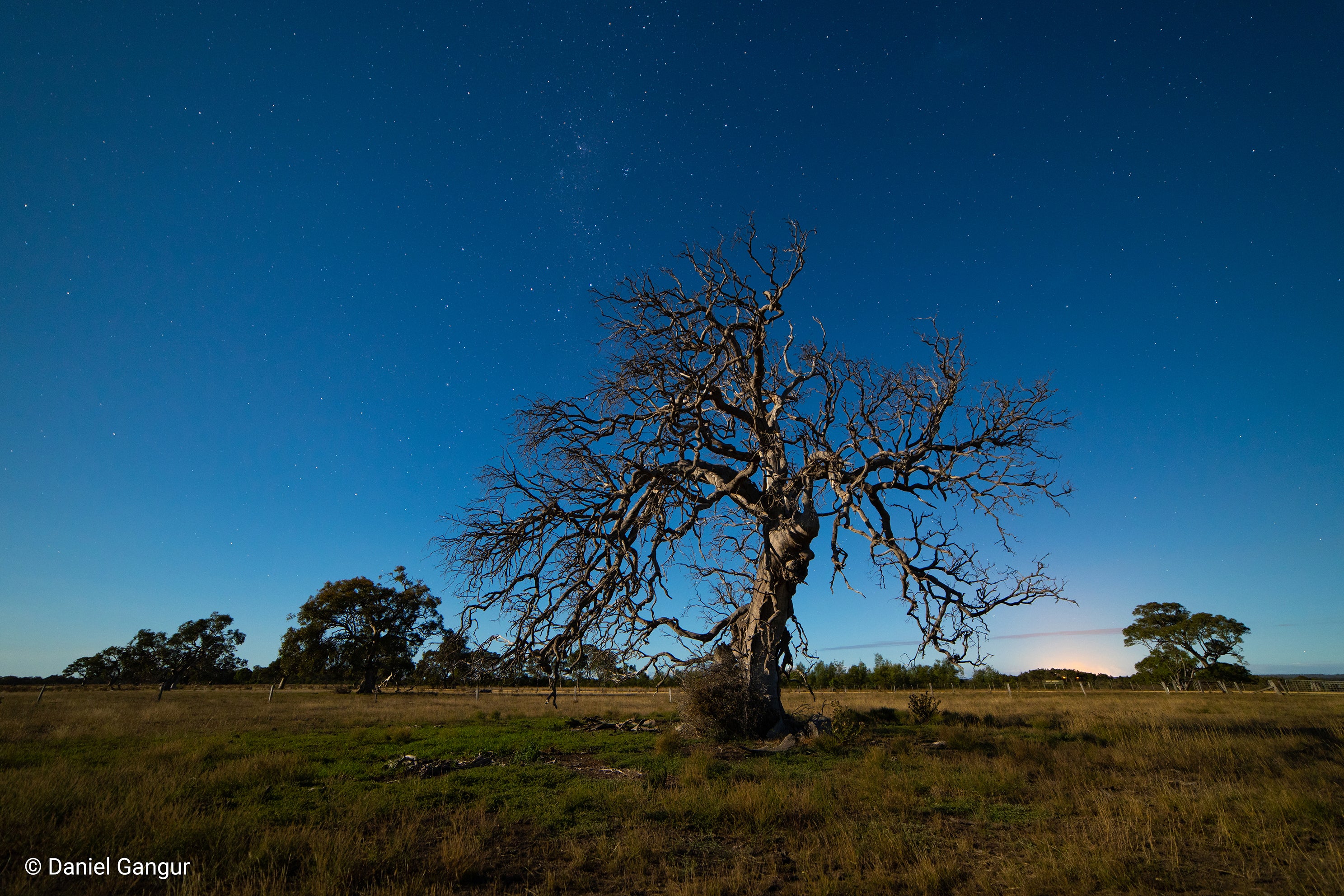 Tree under stars