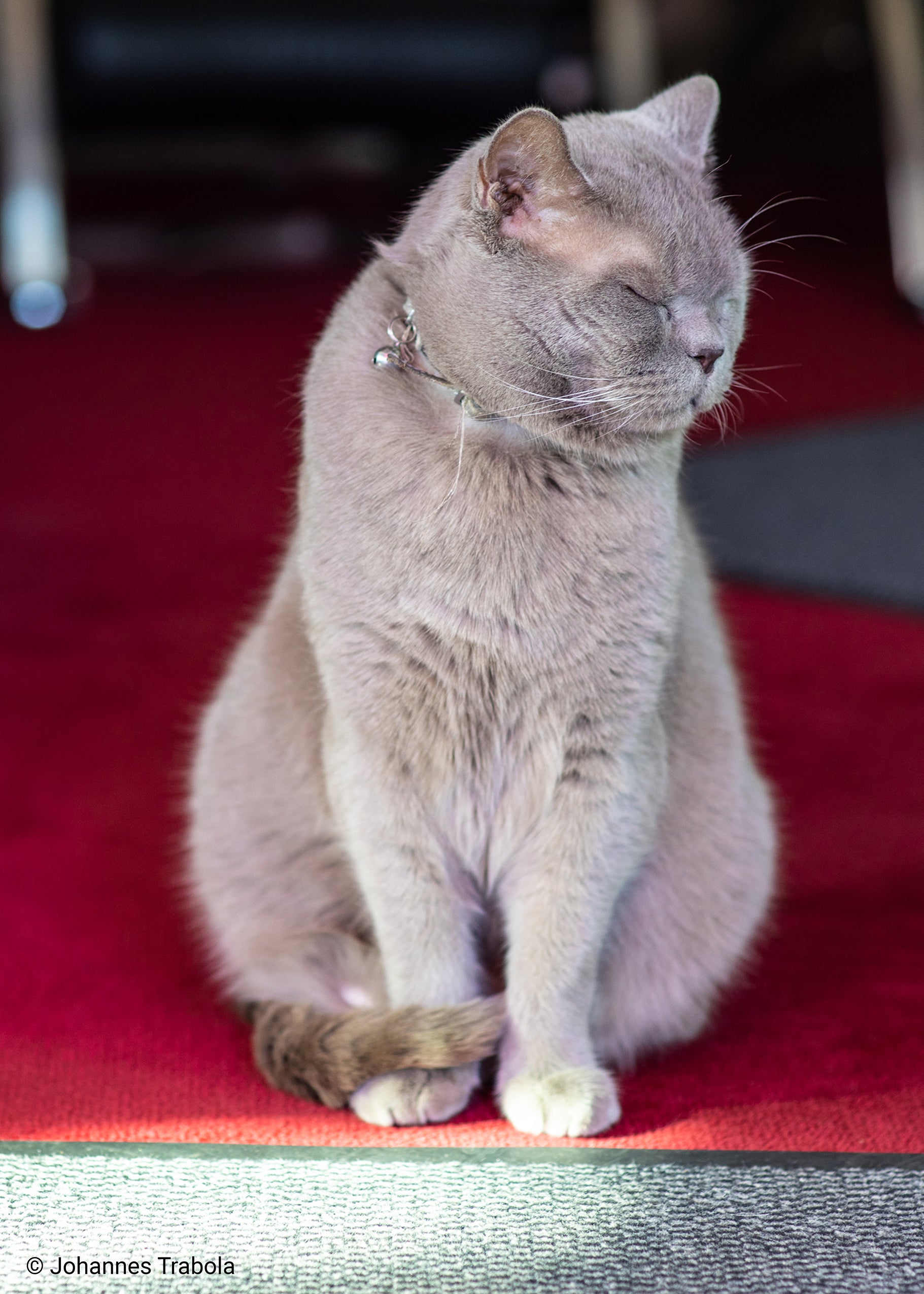 Image of cat
