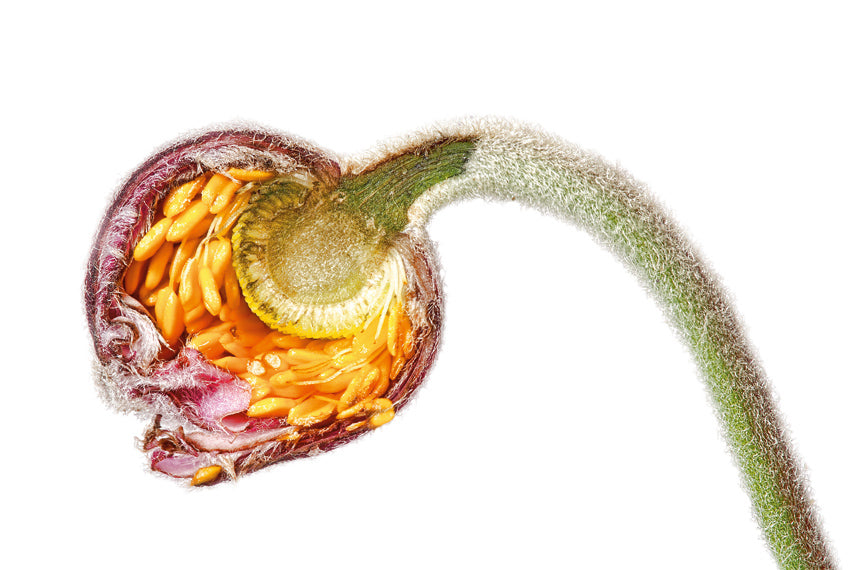 Macro picture of seeds within a flower