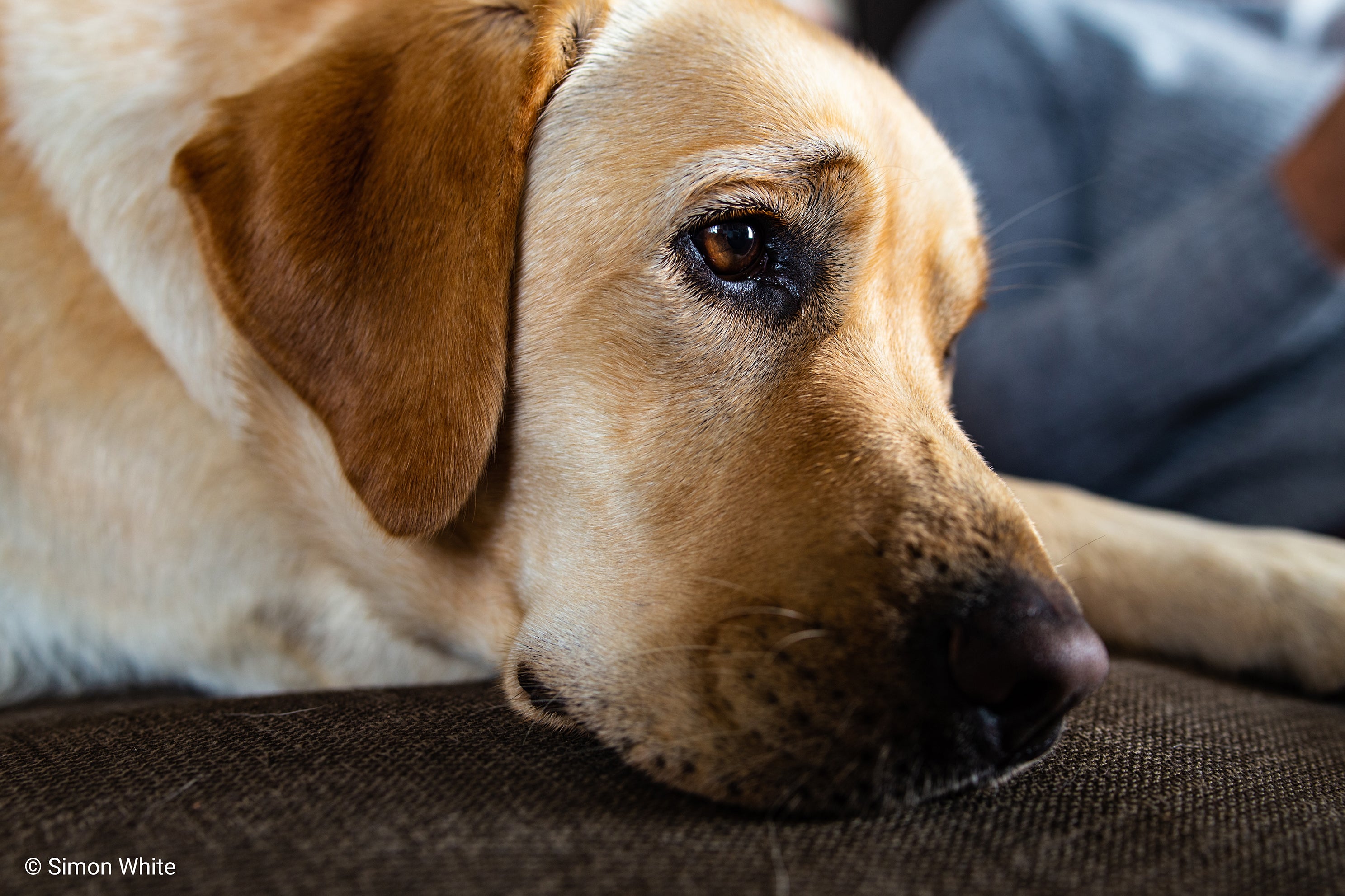 Photo of dog