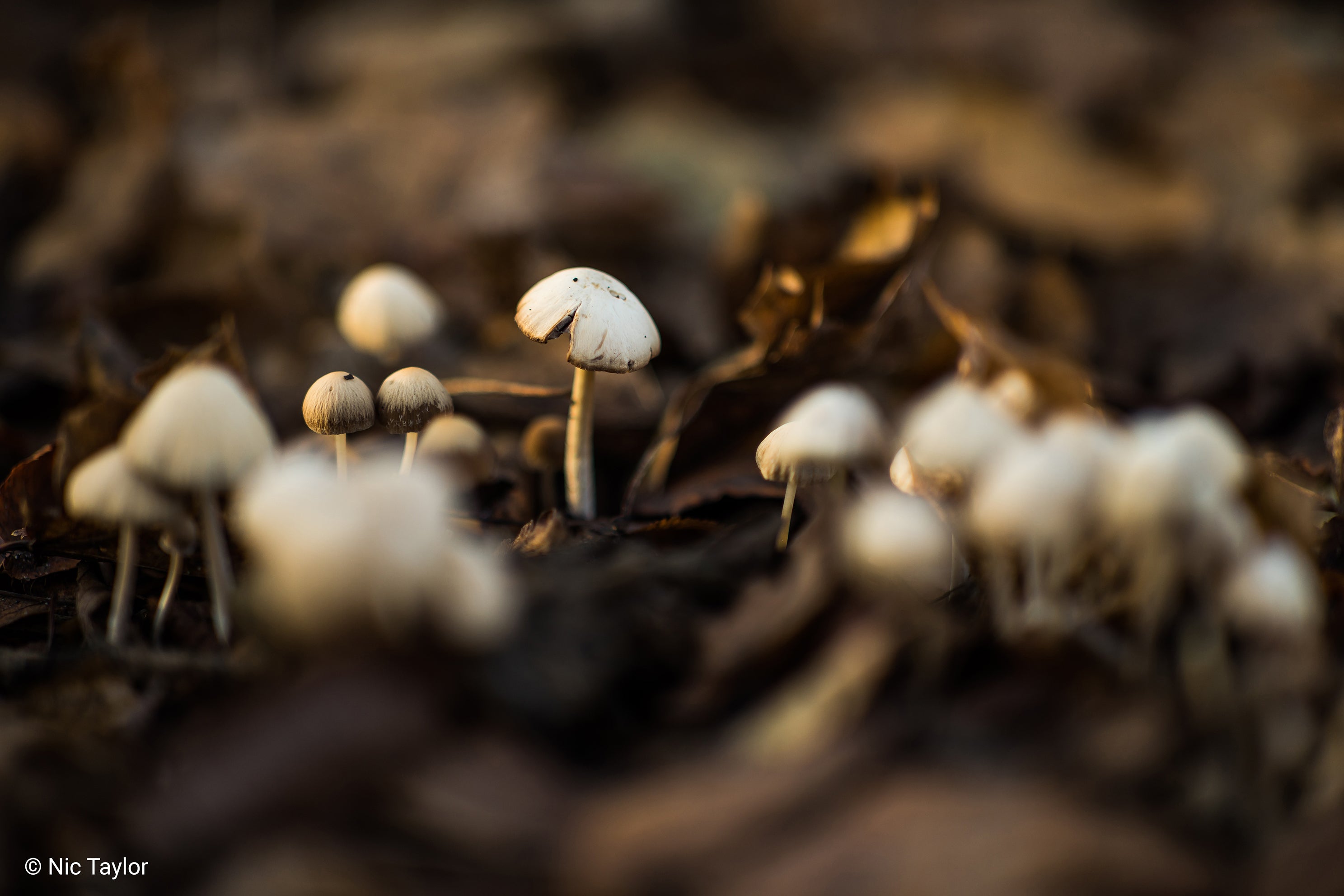 Close up of fungi