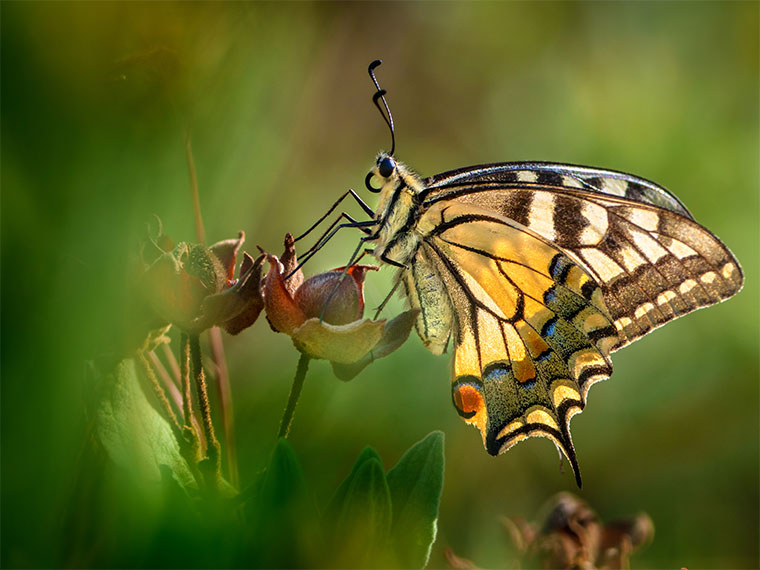 Close up of butterfly