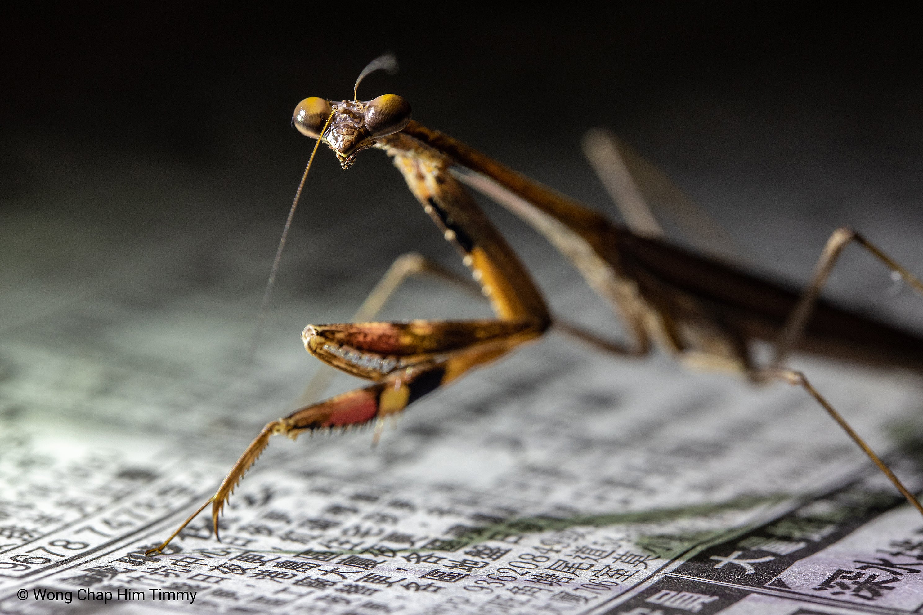 Macro view of insect
