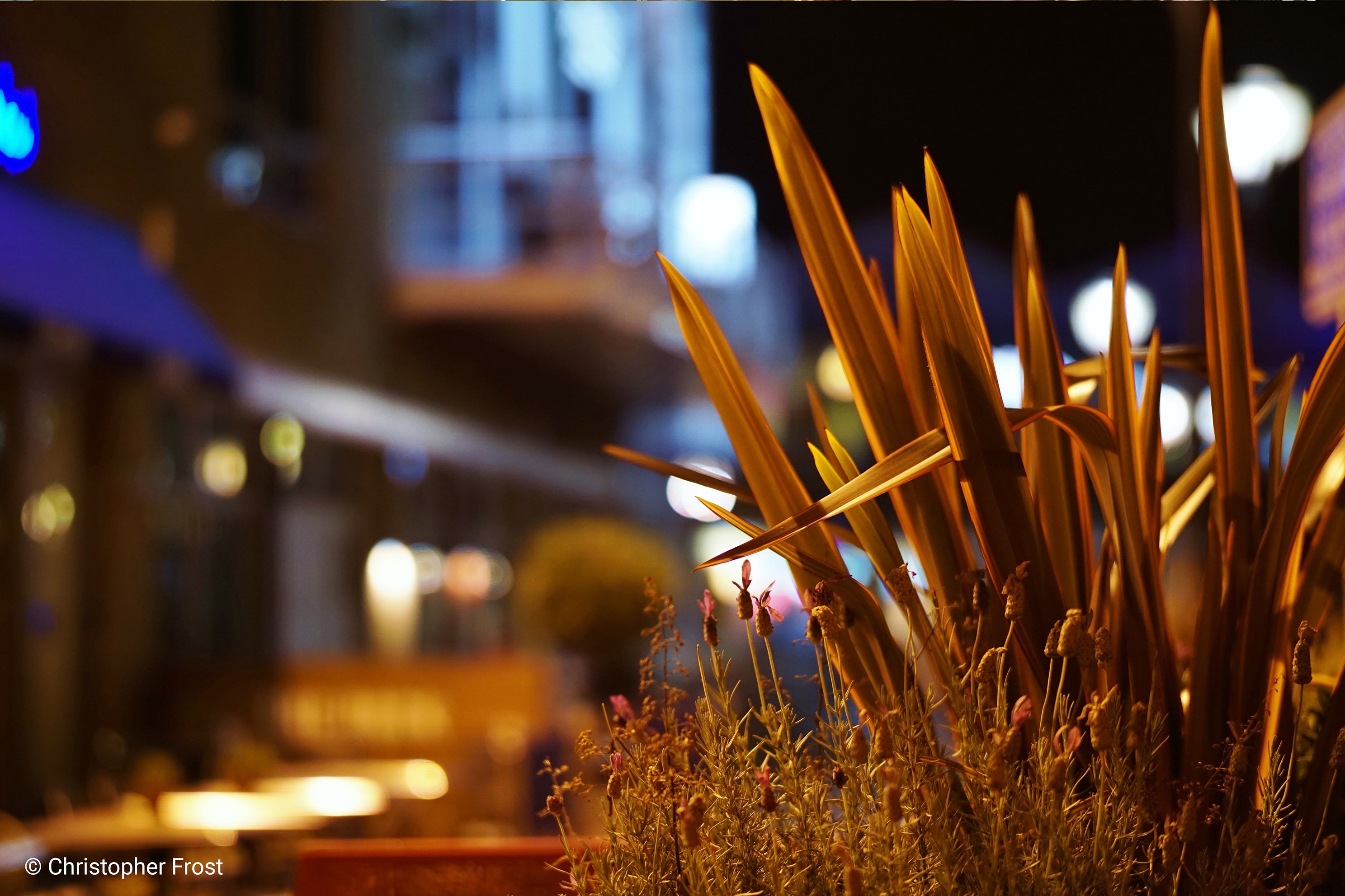 Close up of plants at night