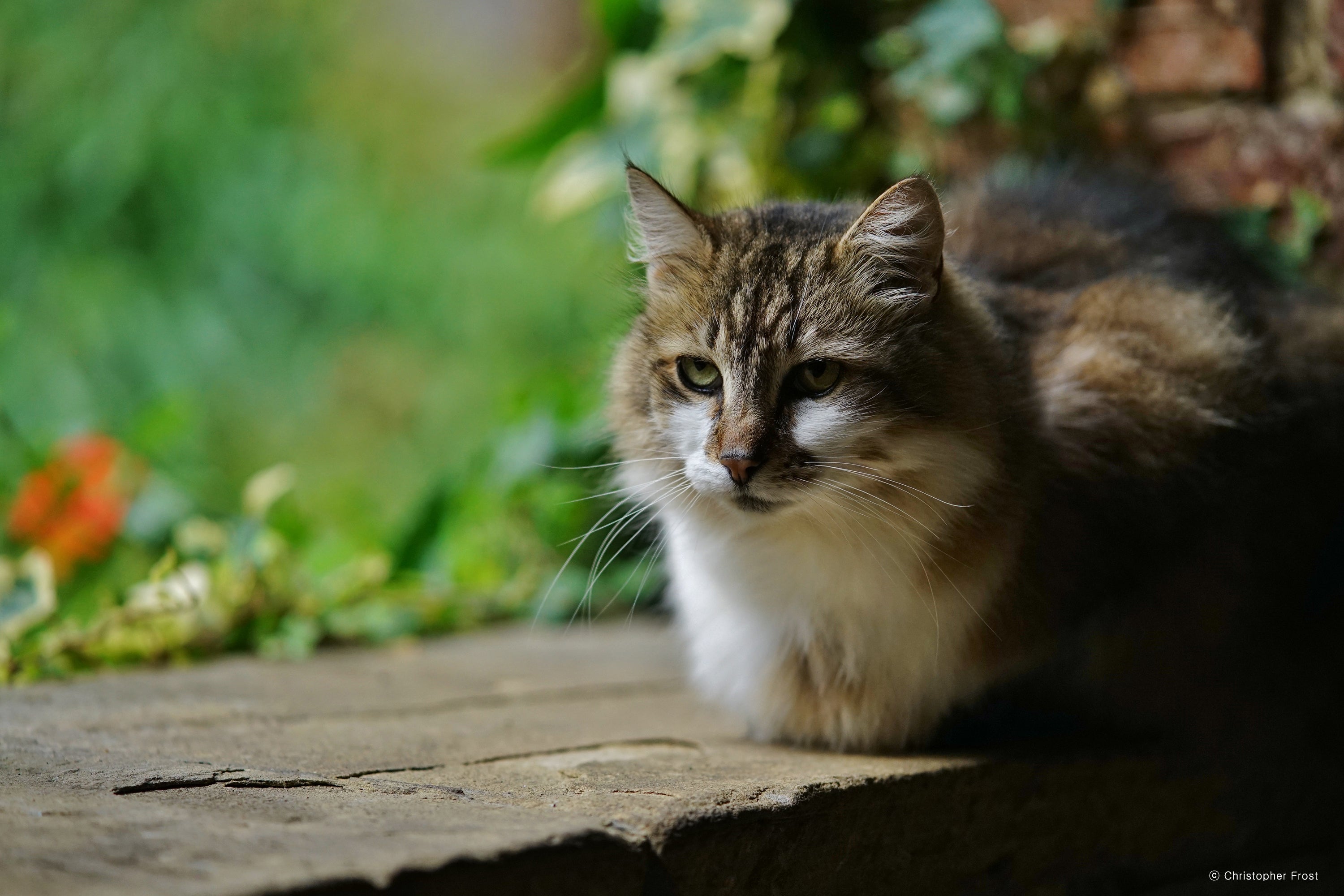 Image of cat