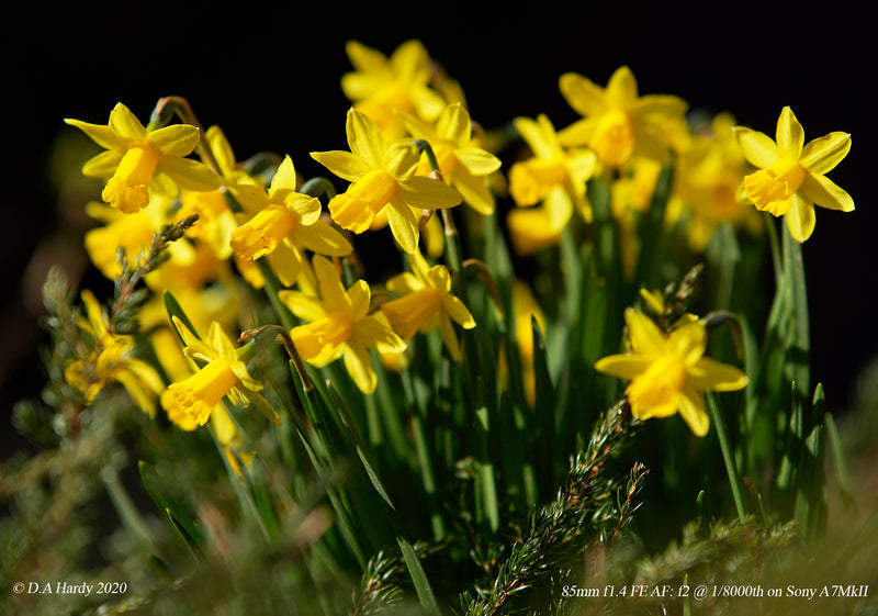 Close up of Daffodils 