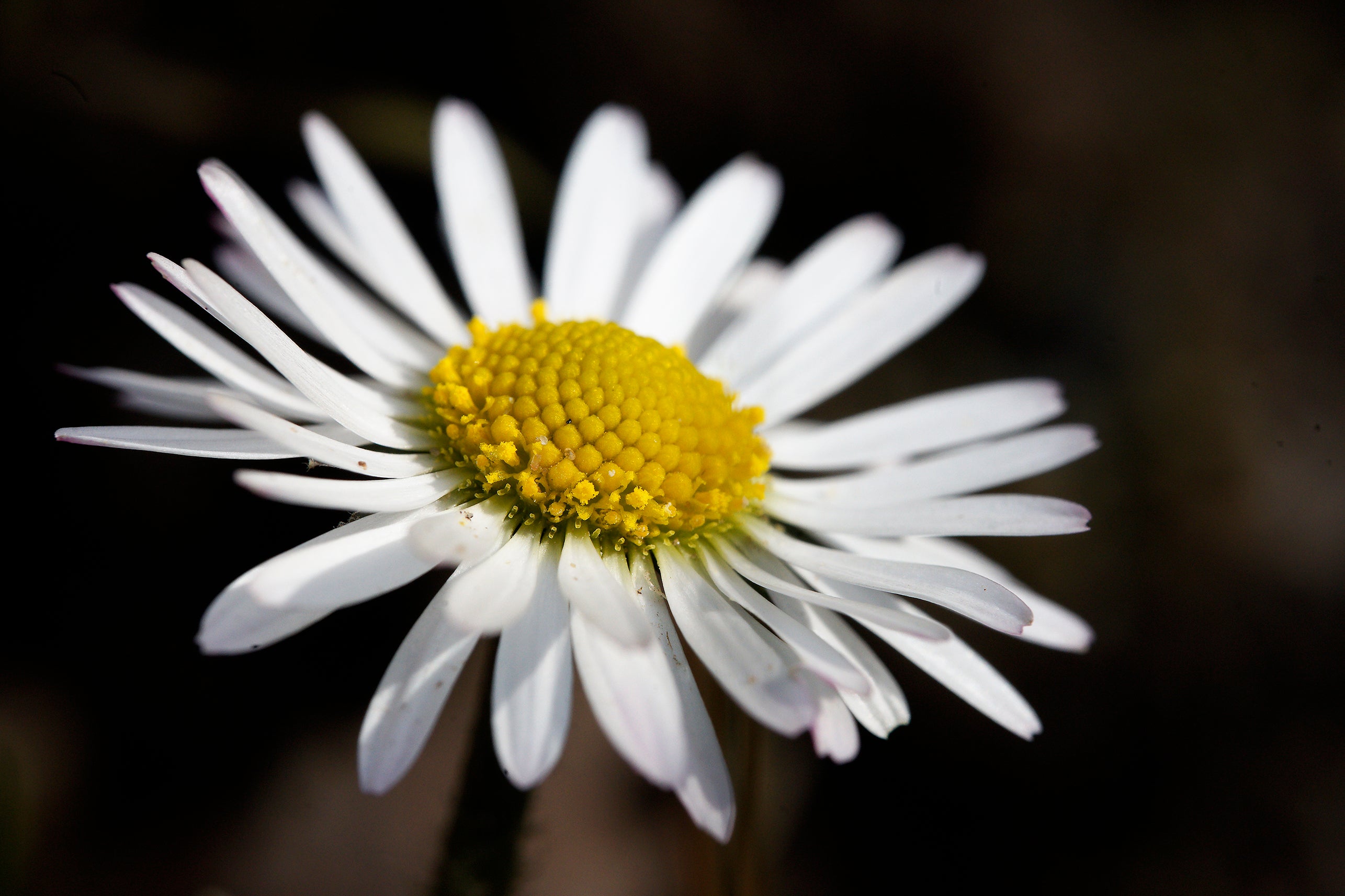 Macro view of Daisy
