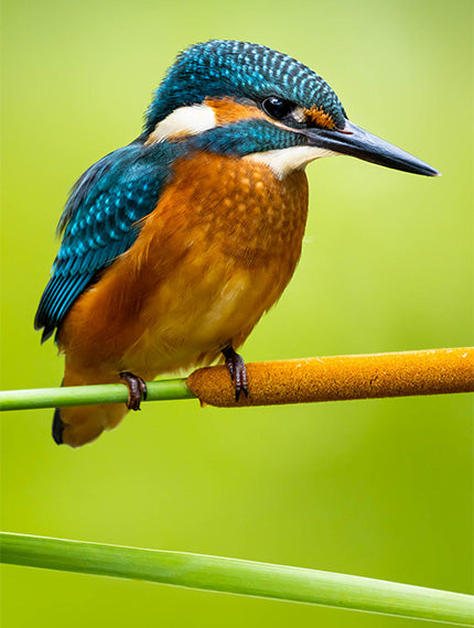Image of woodpecker