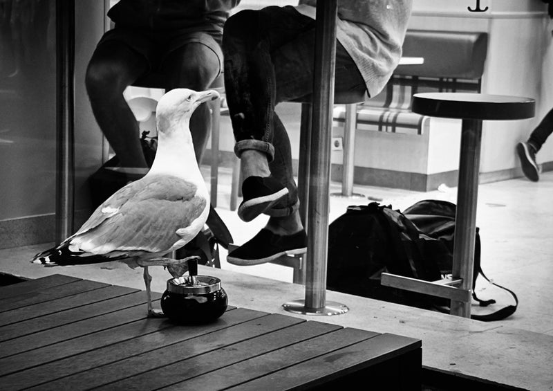 Black and white image of seagull