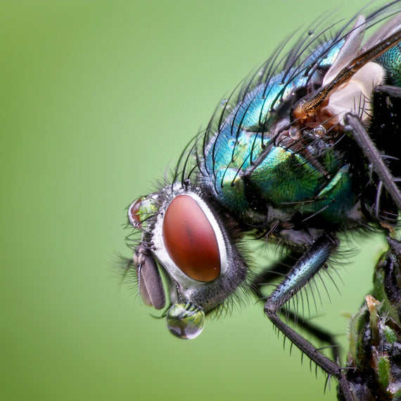 Close up for fly