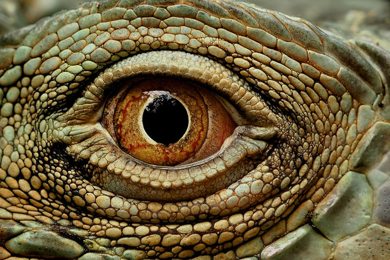 Macro image of reptiles eye