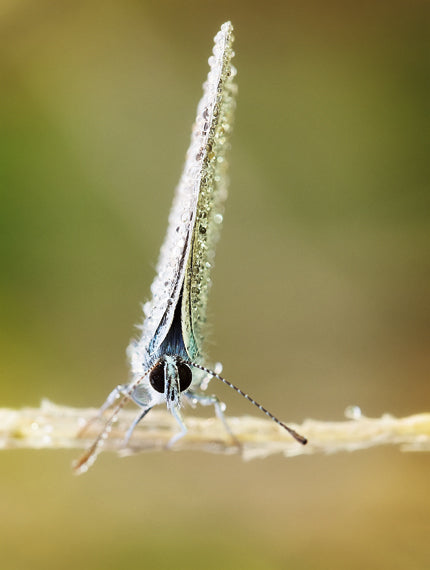 Close up of insect