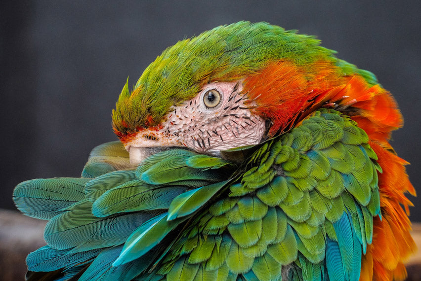 Parrot