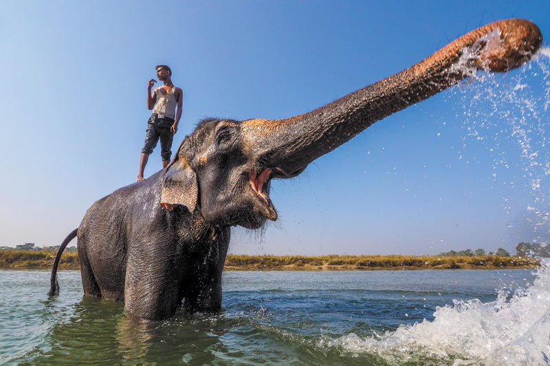 Man on elephant in water