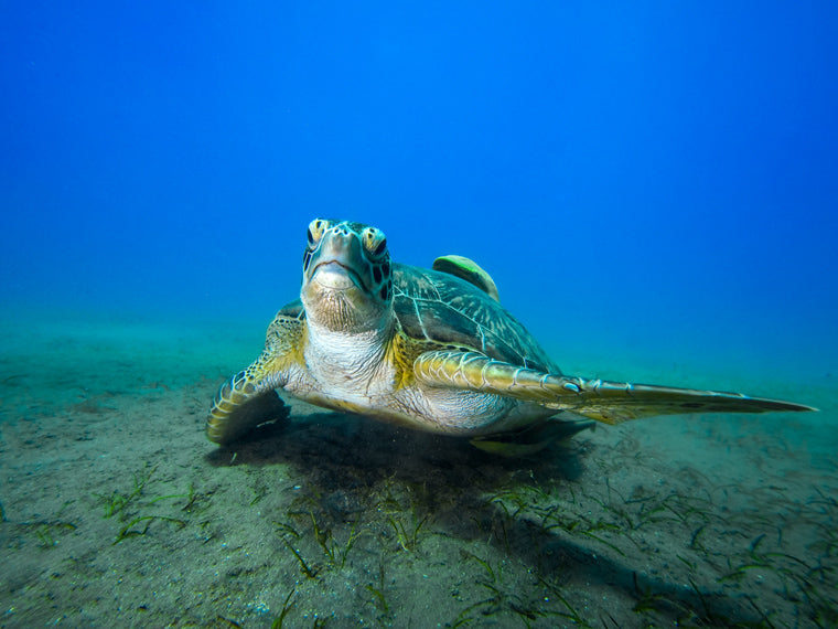Turtle under sea