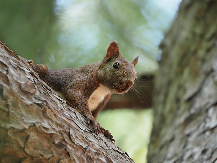 Close up of red squirrel
