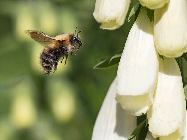 Close up of bee